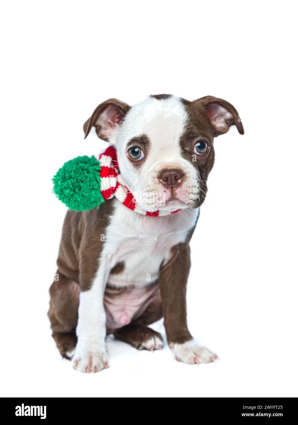 A studio photo of an innocent and shy looking Boston Terrier puppy on a white background. Stock Photo