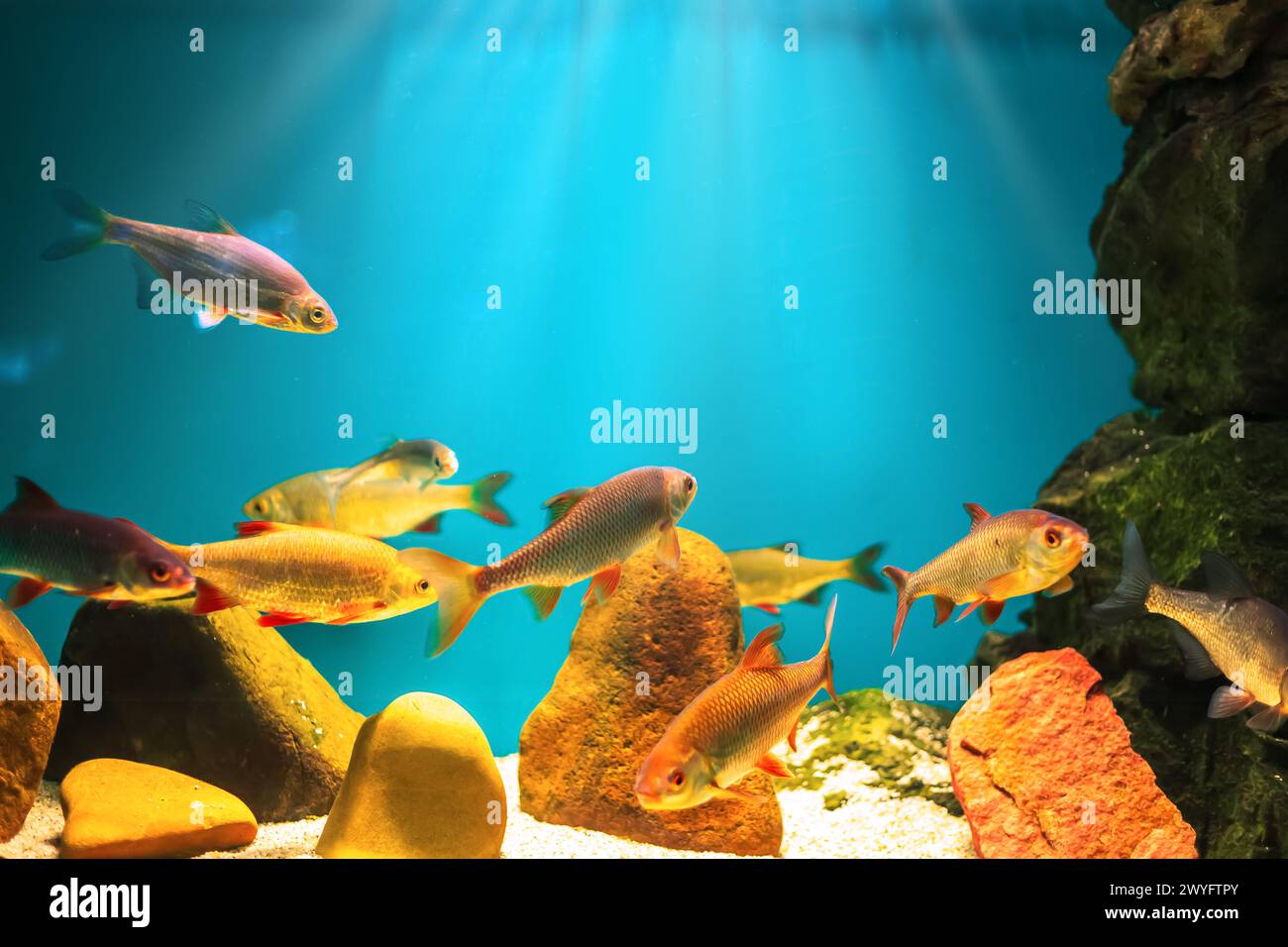 River fish in their natural habitat. Oceanarium, wildlife, colorful ...