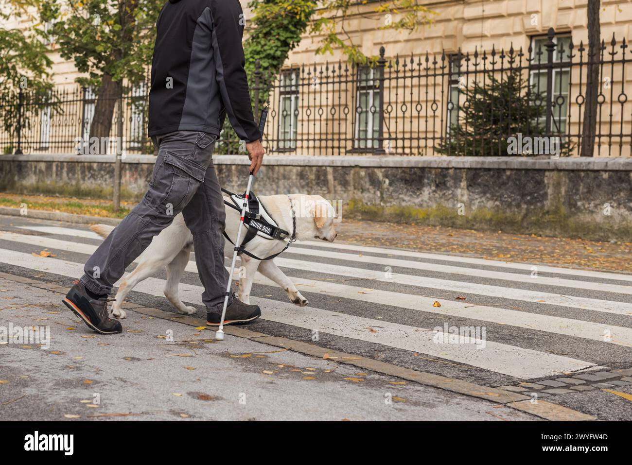 Guide dog helping a visually impaired man to cross the street at the