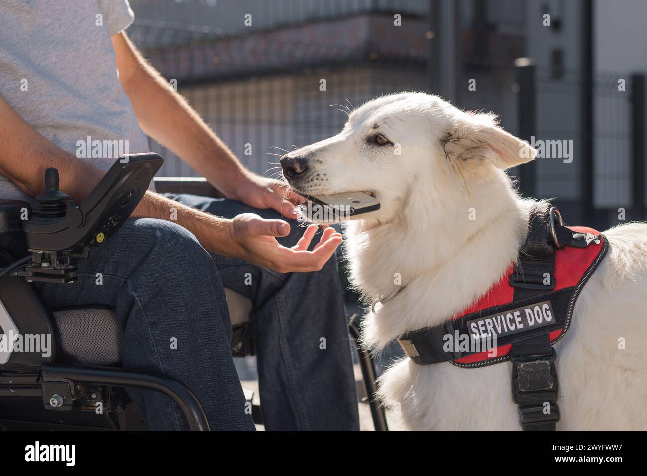 Assistance dog providing help hi-res stock photography and images - Alamy