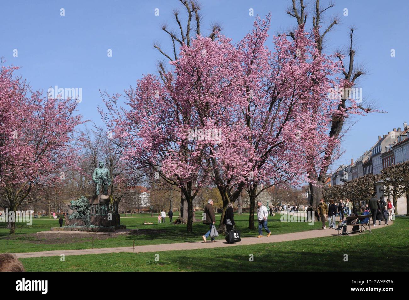 Copenhagen/ Denmark/06 April 2024/Statue of Viggo Laurits covered with cherry blossom tree on shn shine day weather in Copenhagen. Photo.Francis Joseph Dean/Dean Pictures Stock Photo