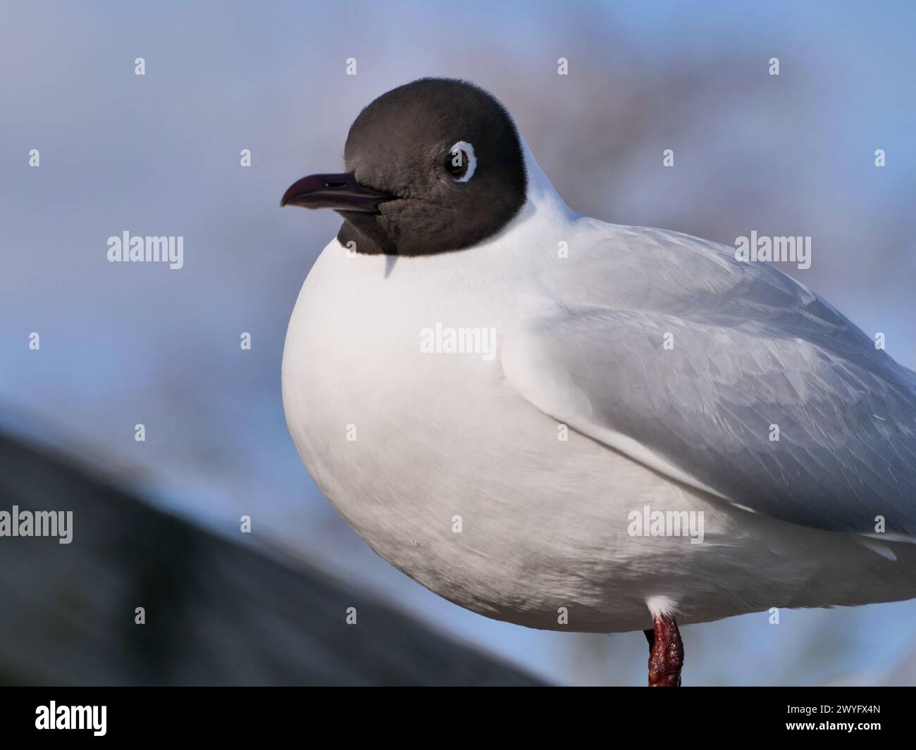 black headed gull with blurry blue background Stock Photo