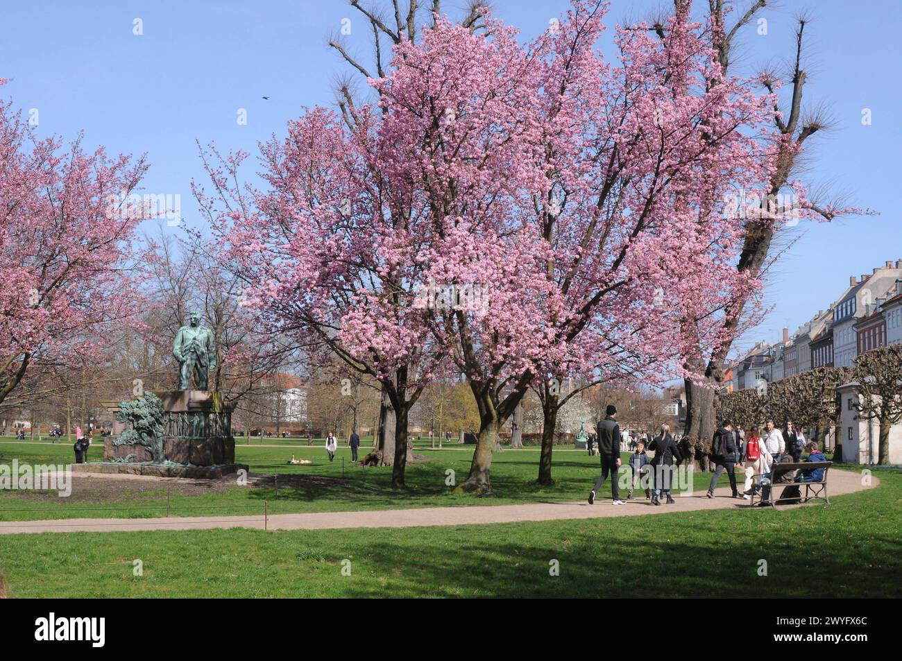 Copenhagen/ Denmark/06 April 2024/Statue of Viggo Laurits covered with cherry blossom tree on shn shine day weather in Copenhagen. Photo.Francis Joseph Dean/Dean Pictures Stock Photo