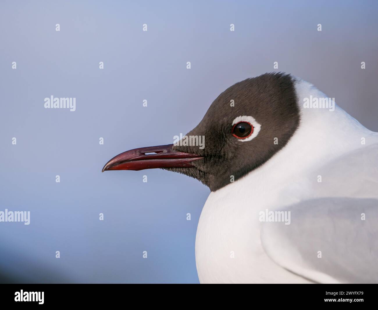 black headed gull with blurry blue background Stock Photo