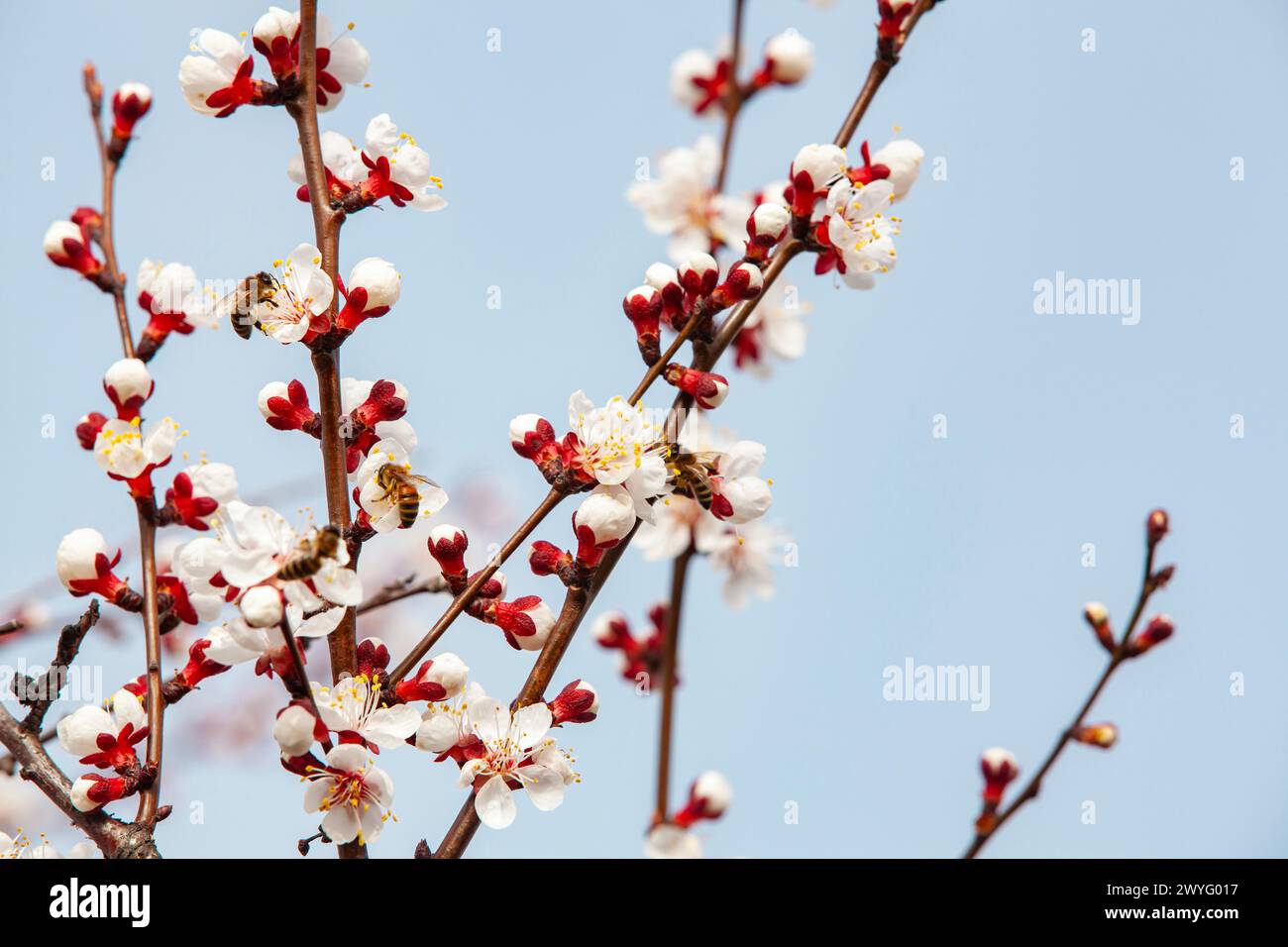 Bees pollinate a flowering apricot branch. Beekeeping and fruit growing problems. Close-up, copy space. Stock Photo