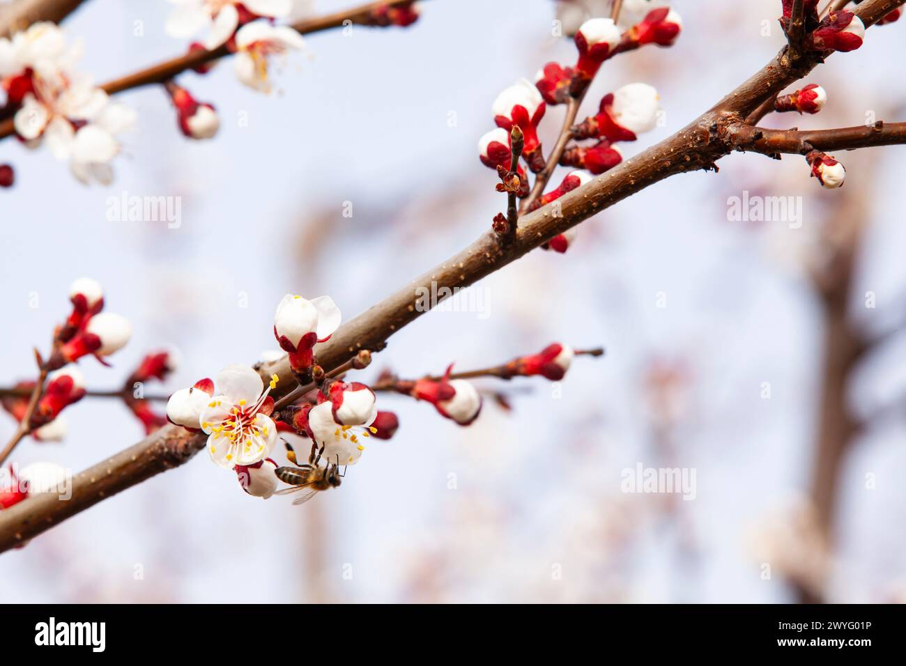 A bee pollinates flowering apricots on a plantation. Beekeeping and fruit growing problems. Close-up, selective focus. Stock Photo