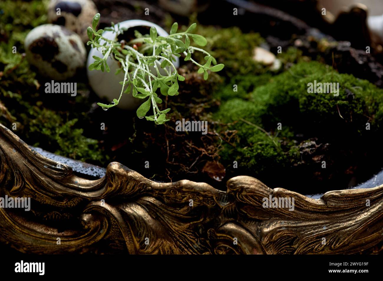 A massive bronze vase on legs with moss, greenery sprouted in an egg. A new life Stock Photo