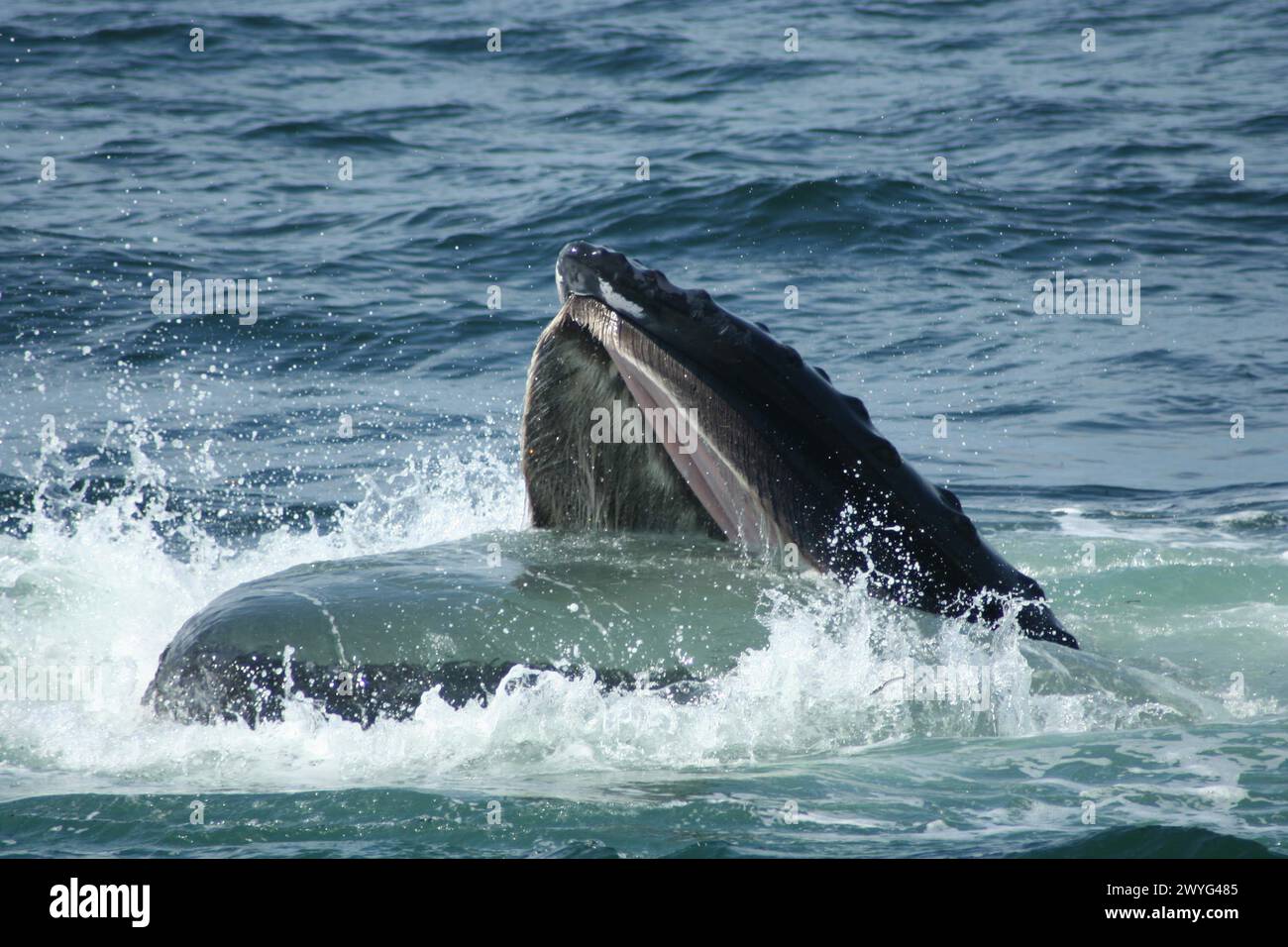 Humpback whale breaching with mouth open Stock Photo - Alamy