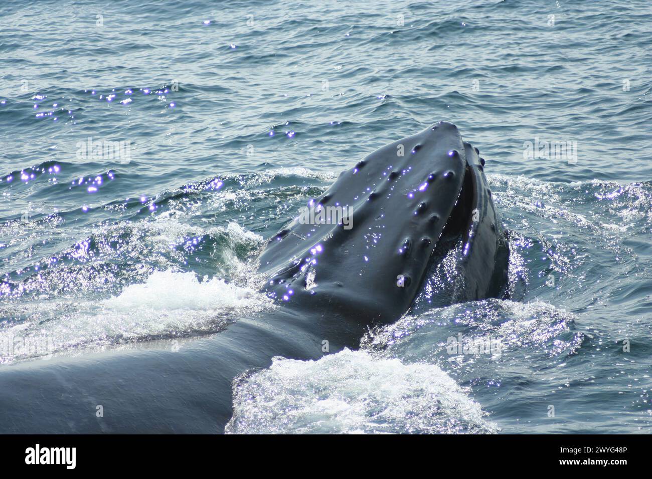 A massive whale spouts water while swimming in the sea Stock Photo