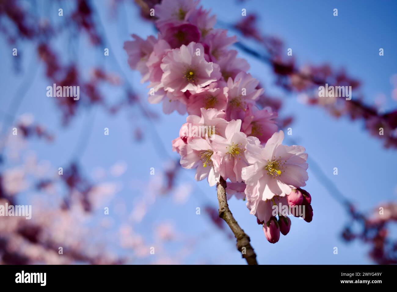 Cherry blossom in a park. The pink flowers are stunning under blue sky. Stock Photo