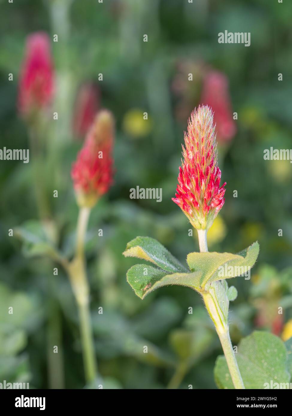 Closeup of a crimson clover flower, trifolium incarnatum. Stock Photo