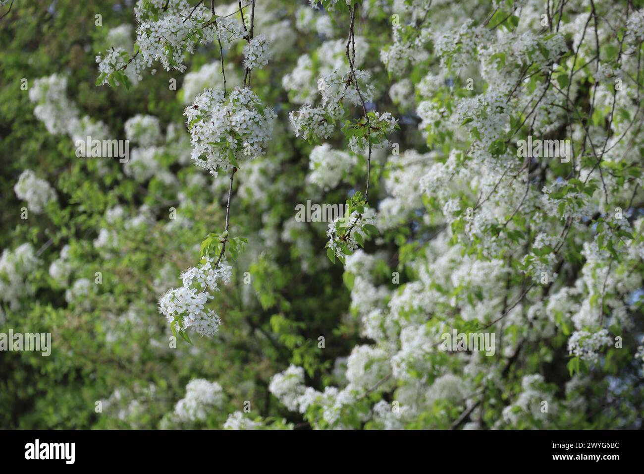 Insects swarm around the flowers of the Rock cherry Stock Photo
