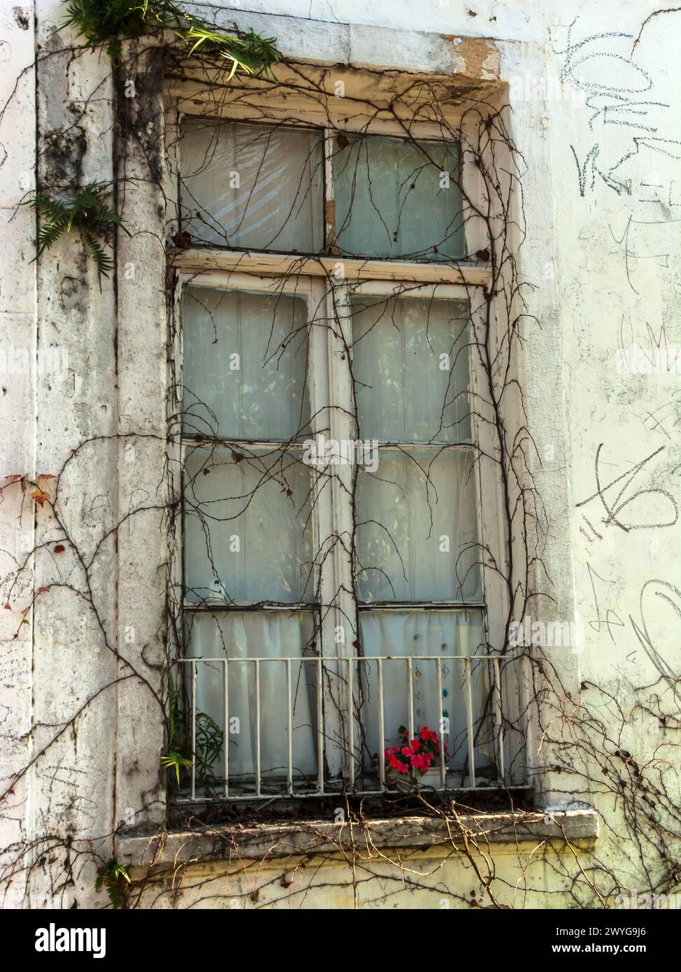 Old closed white wooden window surrounded by a dry plant and a small railing and red flowers, in Brazil Stock Photo