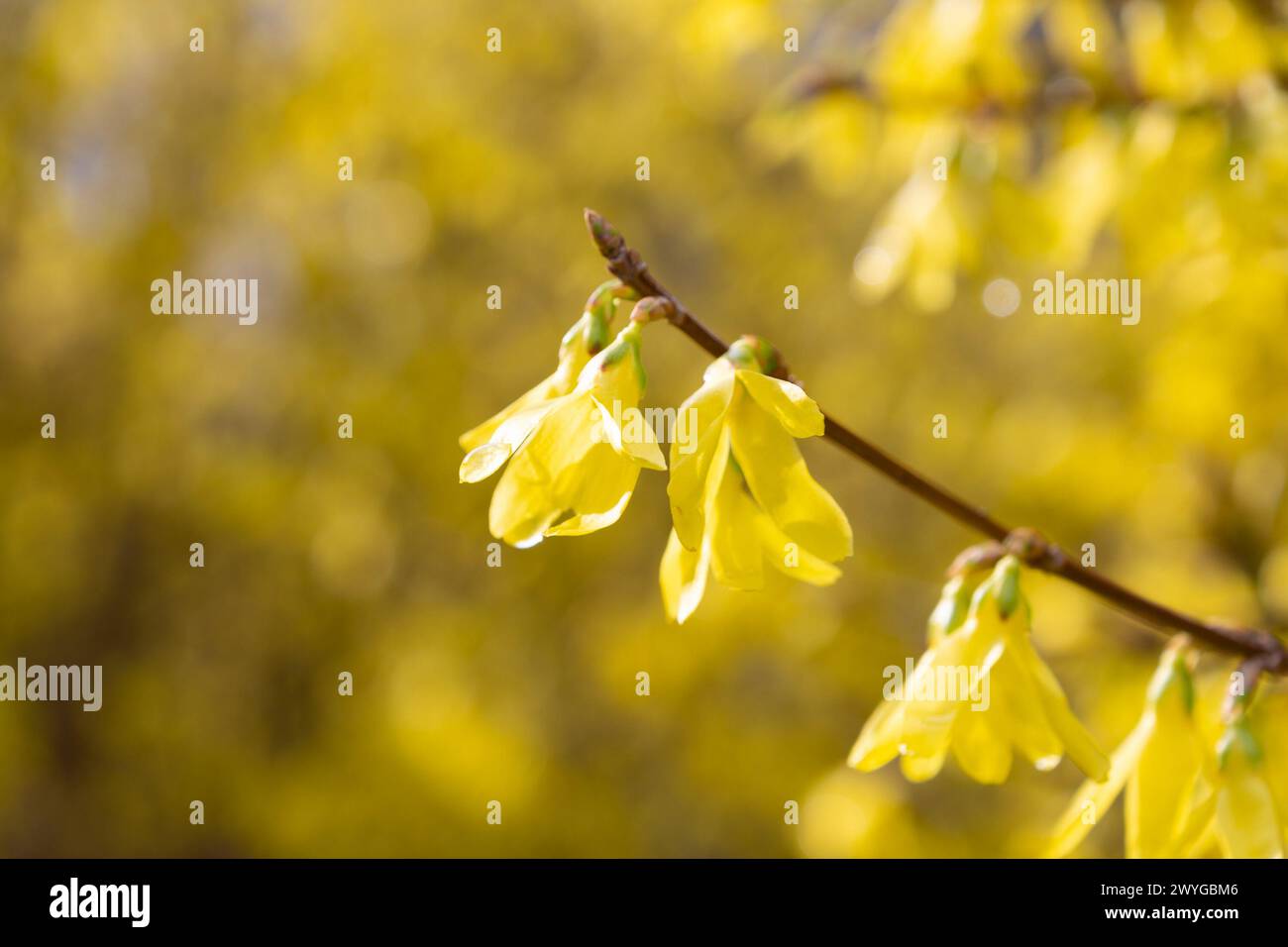 Yellow forsythia flowers, close-up. Floral background. Spring bloom. family Oleaceae. Stock Photo