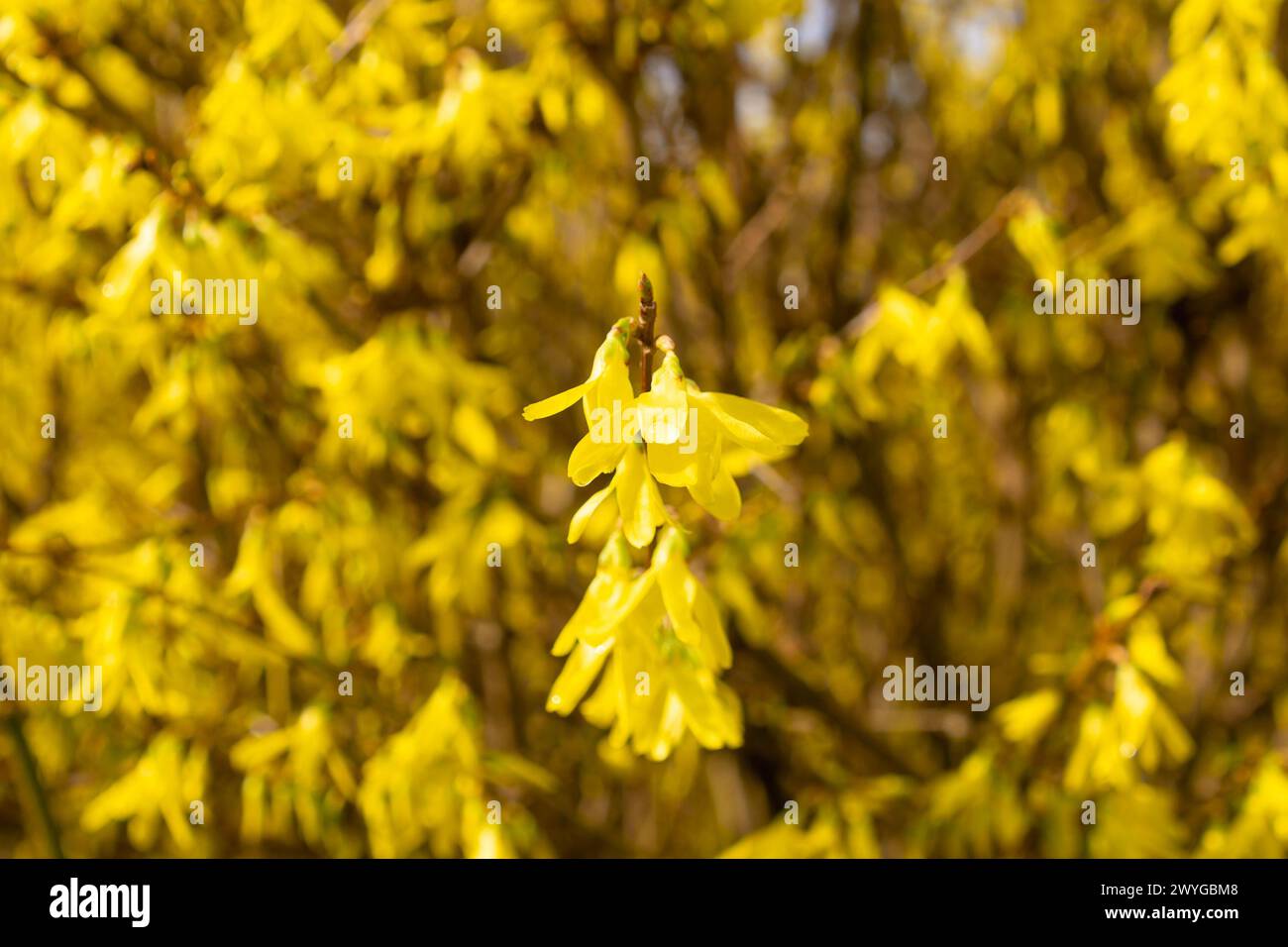 Yellow forsythia flowers, close-up. Floral background. Spring bloom. family Oleaceae. Stock Photo