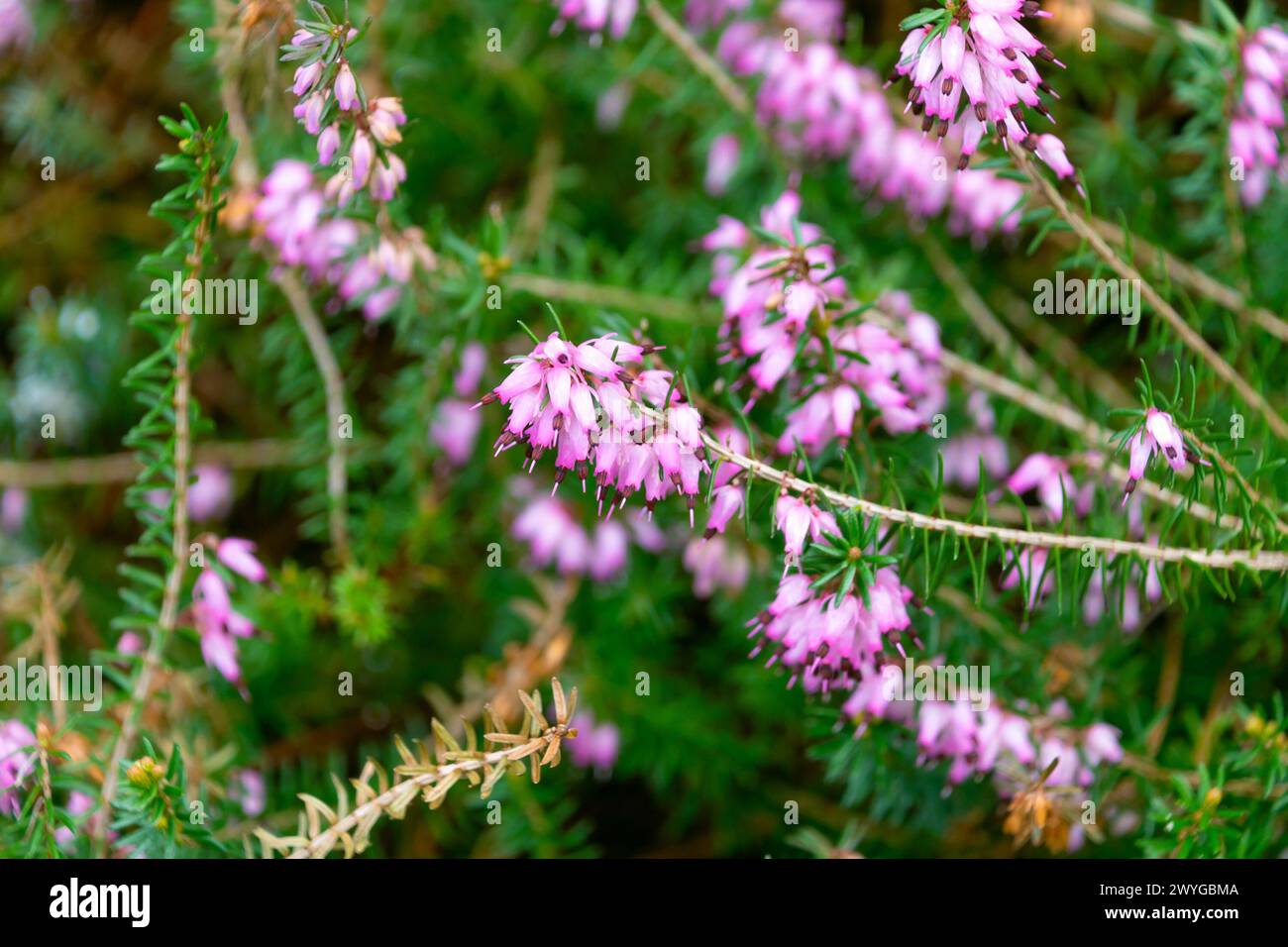 Beautiful pink Erica carnea flowers. the winter heath, winter-flowering heather, spring heath or alpine heath Stock Photo