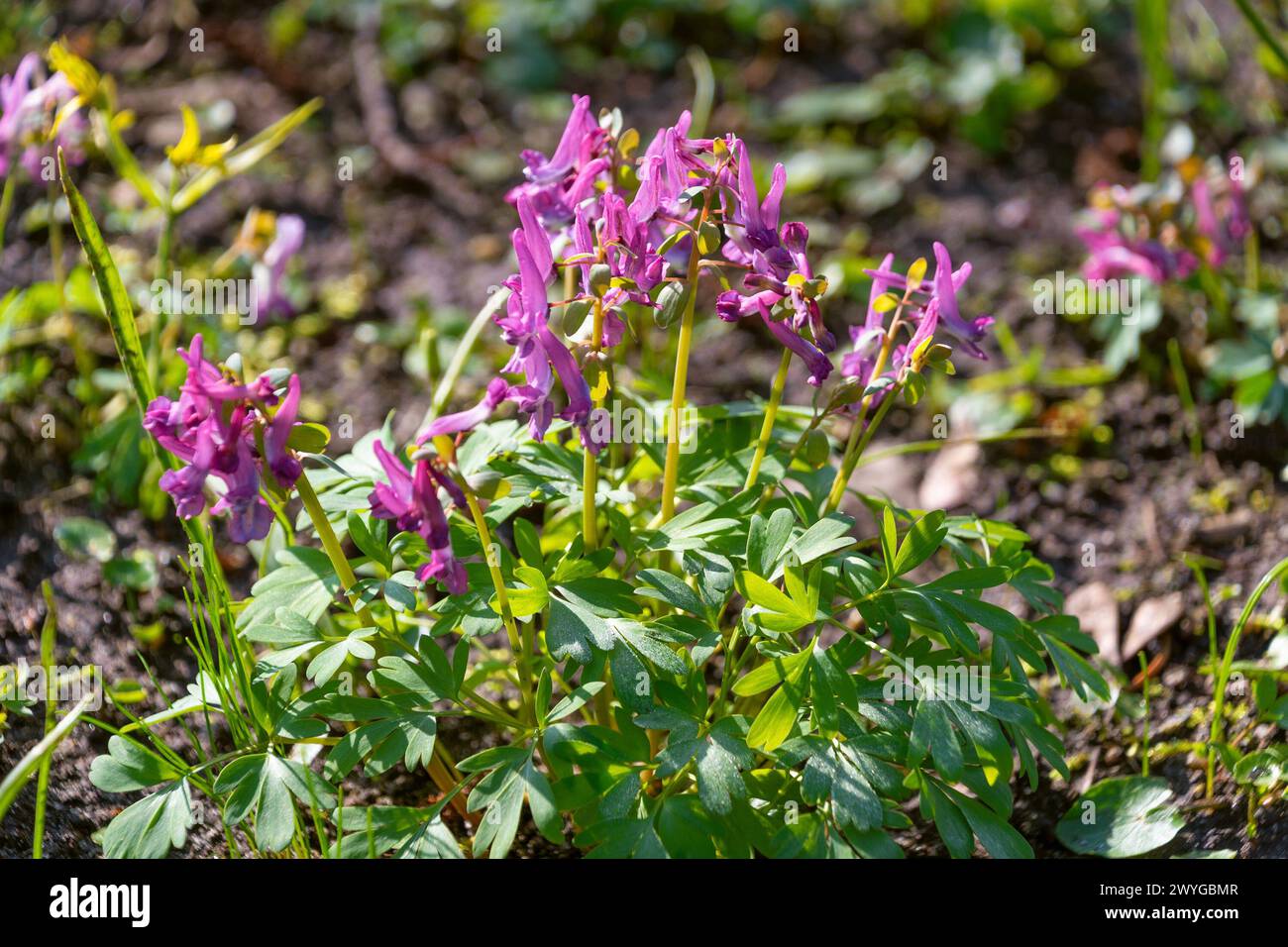 Purple flowers of Corydalis solida in a meadow, close-up. fumewort or bird-in-a-bush. Spring bloom. Stock Photo