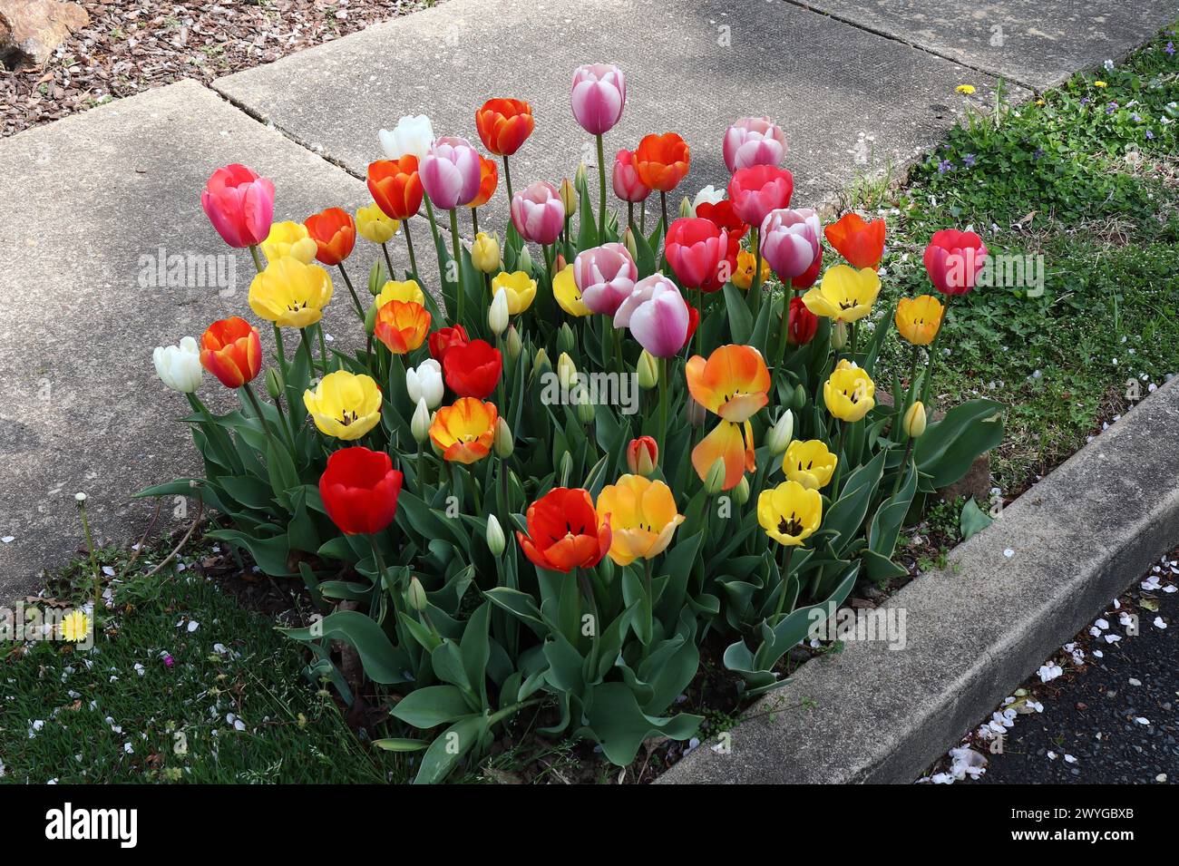 Viivid Colors of Tulip Plants Stock Photo