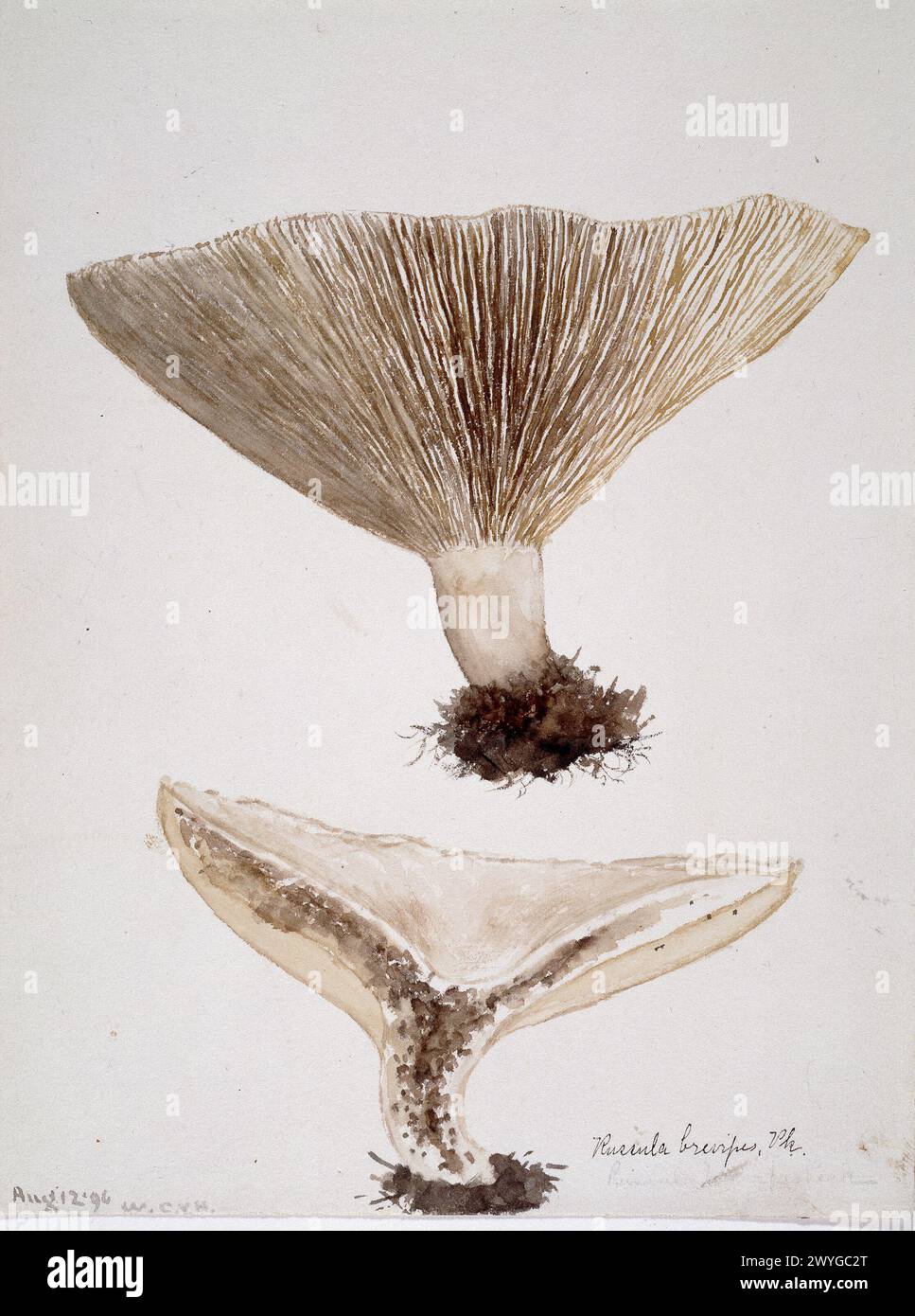 Russula brevipes, commonly known as the short-stemmed russula or the stubby brittlegill.  Mushroom.  Vintage watercolour art circa 1900 by William Cornelius Van Horne Stock Photo