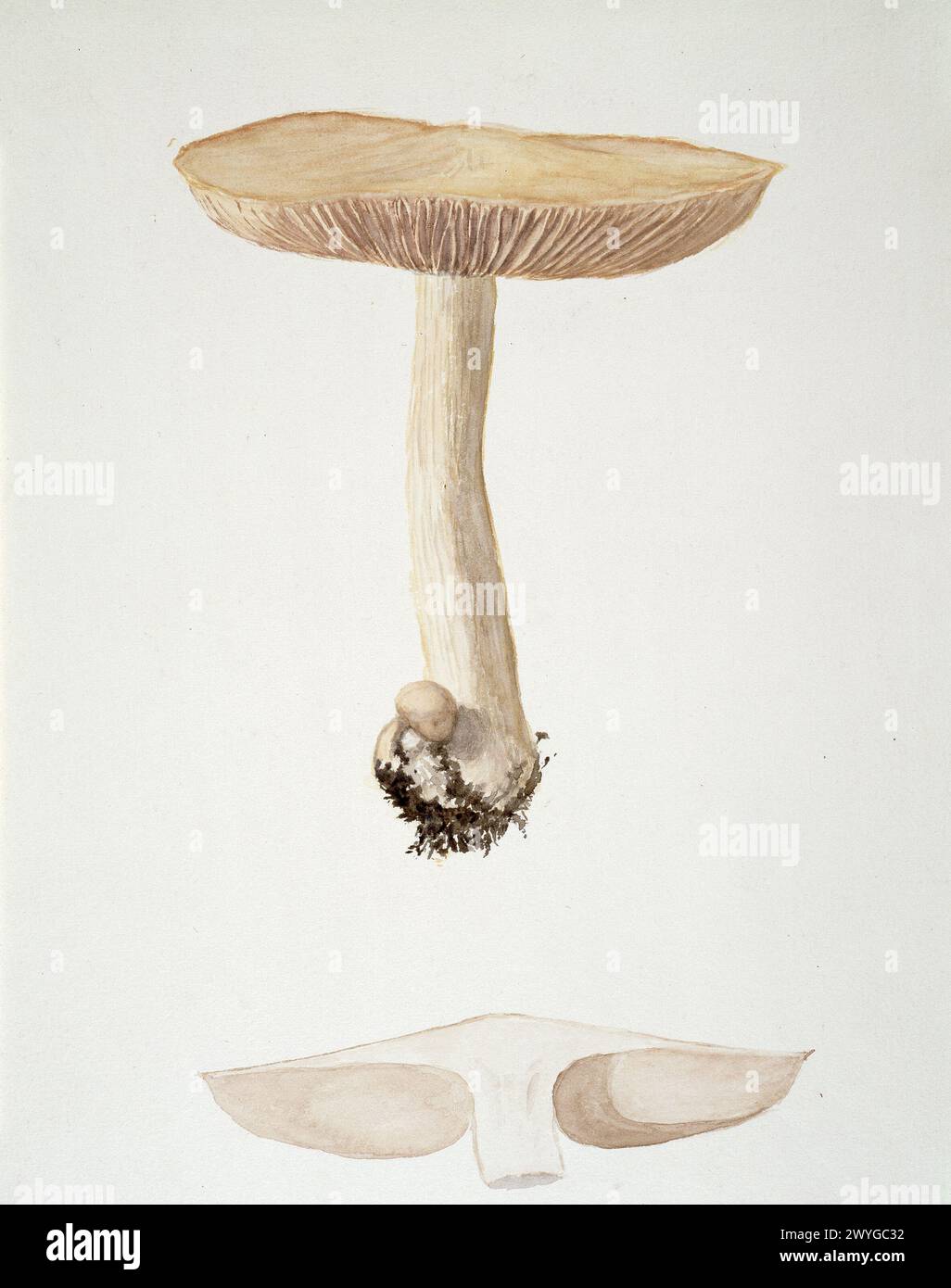 Entoloma Species.  Mushroom.  Vintage watercolour art circa 1900 by William Cornelius Van Horne Stock Photo