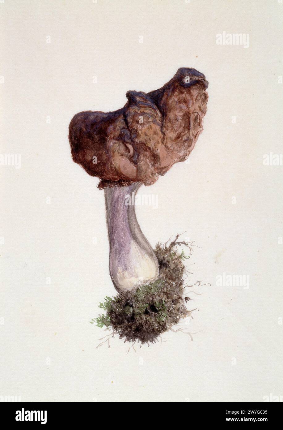 Paragyromitra Infula,  commonly known as the hooded false morel or the elfin saddle.   Mushroom.  Vintage watercolour art circa 1900 by William Cornelius Van Horne Stock Photo