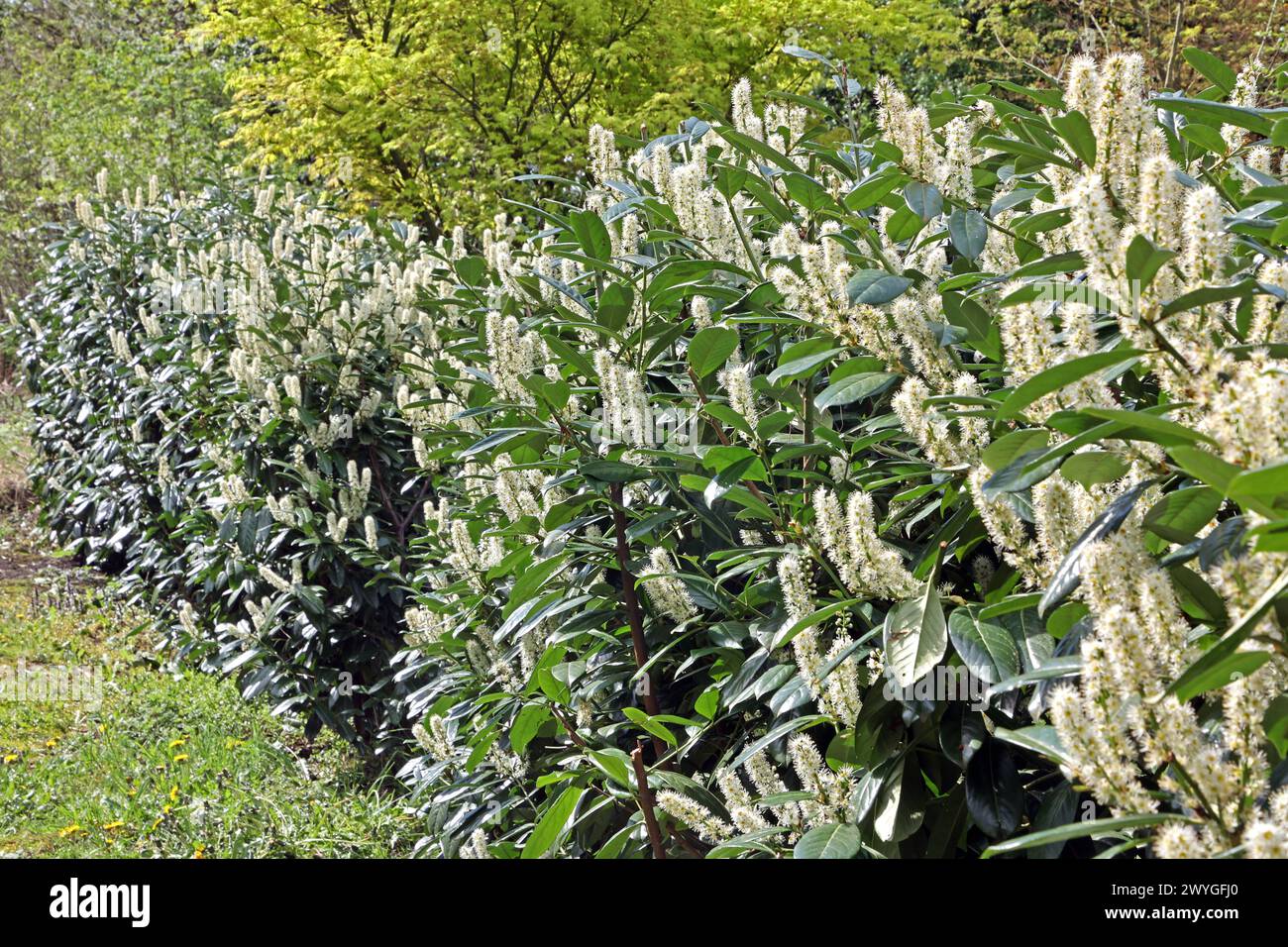 Neophyten und Gartenpflanzen Die Blüte des giftigen