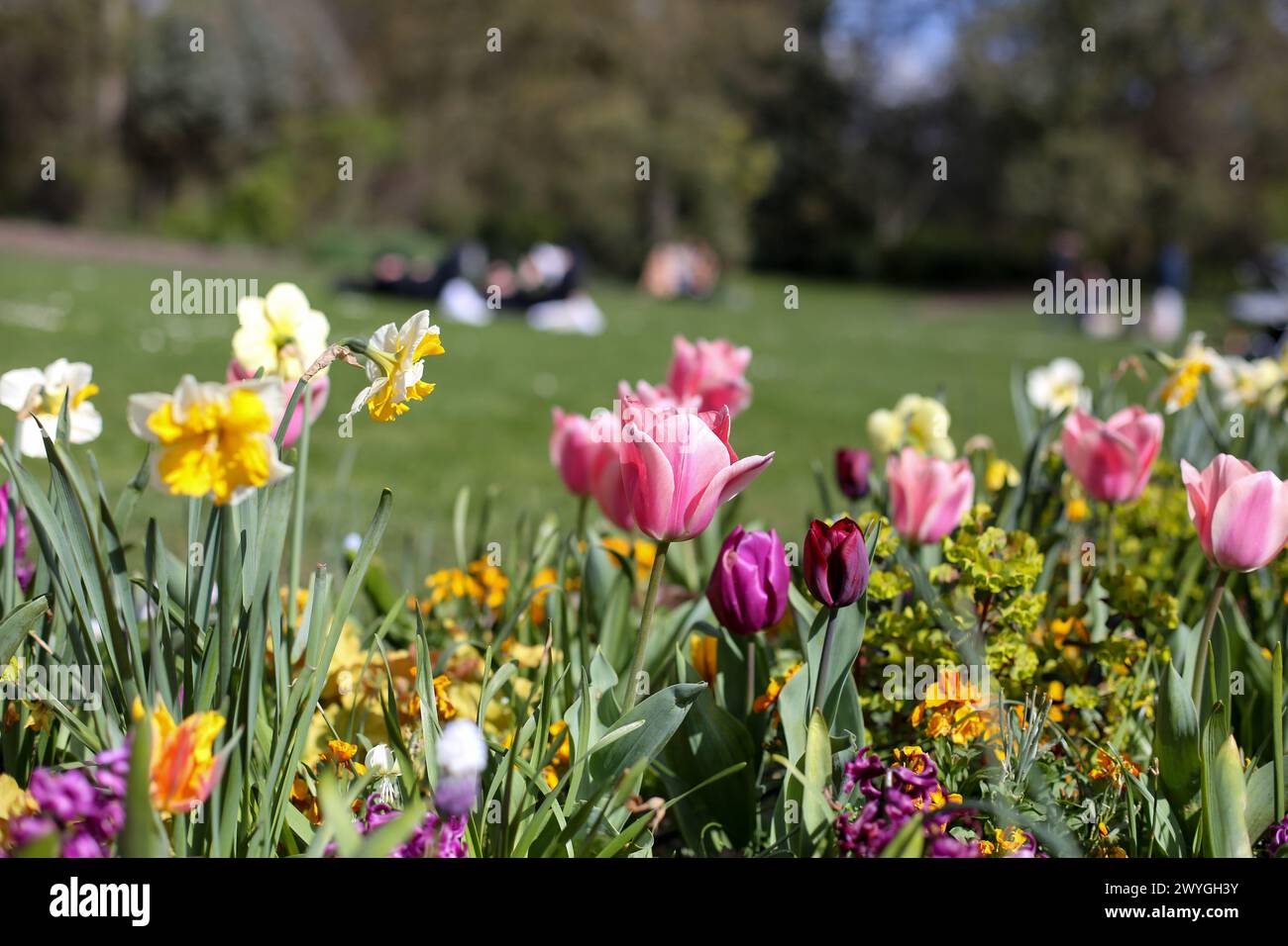 London, UK. 30th Mar, 2024. Spring flowers bloom in Hyde Park in London on a sunny spring day. Weather forecasters are expectingÃŠwarmer temperature over the next few days. (Credit Image: © Steve Taylor/SOPA Images via ZUMA Press Wire) EDITORIAL USAGE ONLY! Not for Commercial USAGE! Stock Photo