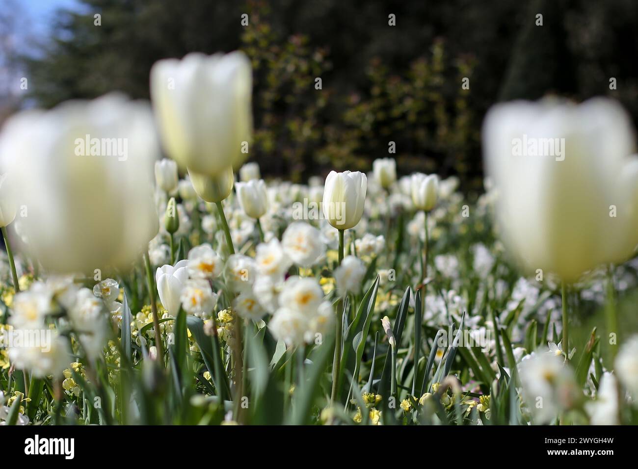 London, UK. 30th Mar, 2024. White tulips bloom in Hyde Park in London on a sunny spring day. Weather forecasters are expecting warmer temperature over the next few days. (Credit Image: © Steve Taylor/SOPA Images via ZUMA Press Wire) EDITORIAL USAGE ONLY! Not for Commercial USAGE! Stock Photo