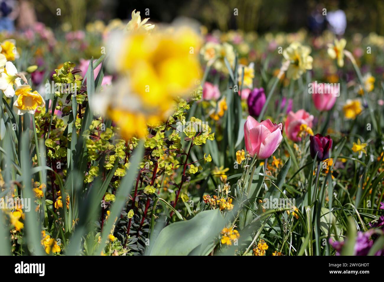 London, UK. 30th Mar, 2024. Spring flowers bloom in Hyde Park in London on a sunny spring day. Weather forecasters are expecting warmer temperature over the next few days. (Credit Image: © Steve Taylor/SOPA Images via ZUMA Press Wire) EDITORIAL USAGE ONLY! Not for Commercial USAGE! Stock Photo