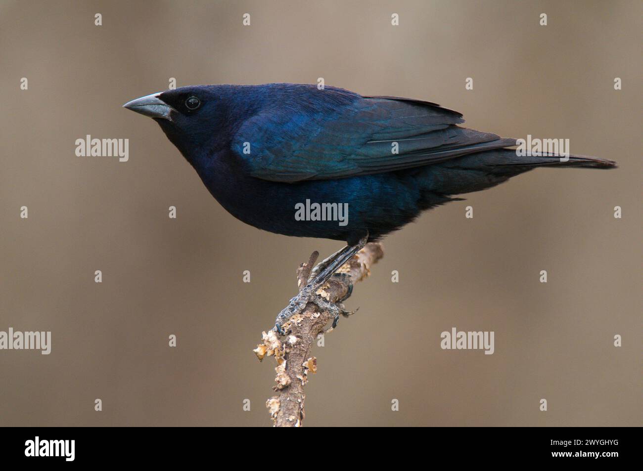 Shiny cowbird in Calden forest environment, La Pampa Province, Patagonia, Argentina. Stock Photo
