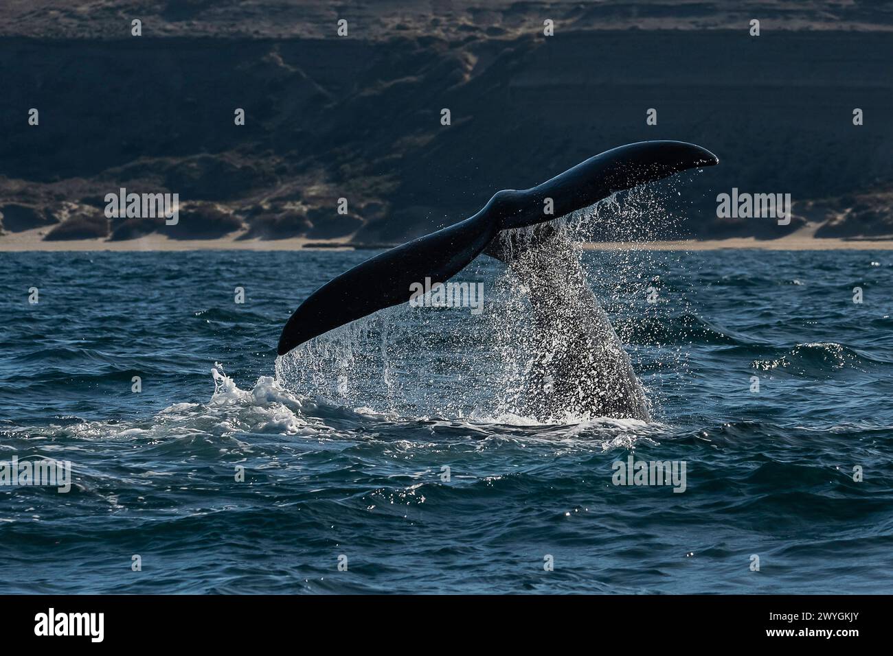 Sohutern right whale tail lobtailing, endangered species, Patagonia,Argentina Stock Photo