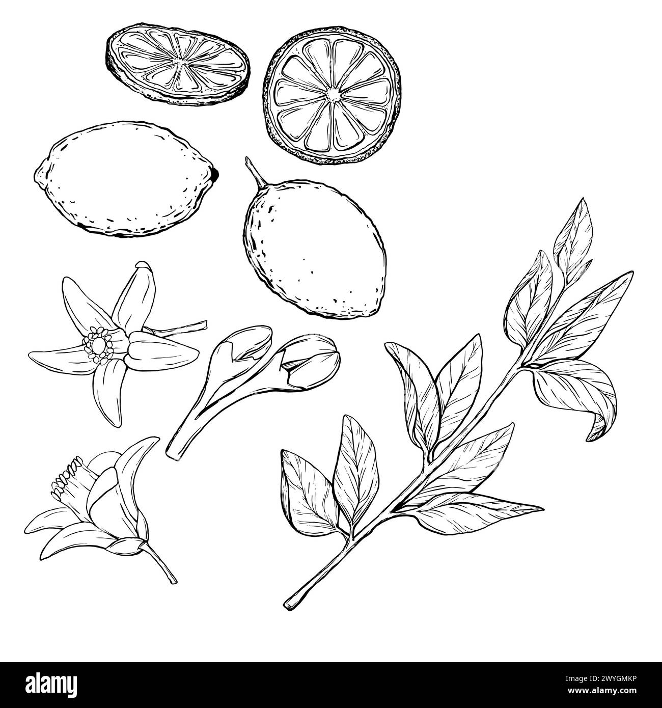 Vector Set juicy Lemons with leaves on the branches with flowers. Graphic botanical illustration Citrus fruit in line art style, sketch, chalkboard Stock Vector