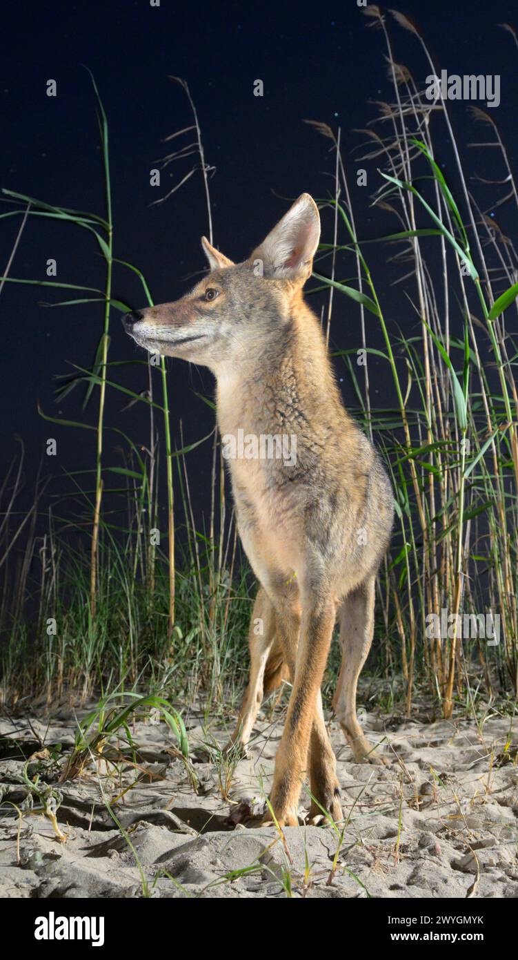Coyote (Canis latrans) on sand dune at night, Galveston, Texas. This