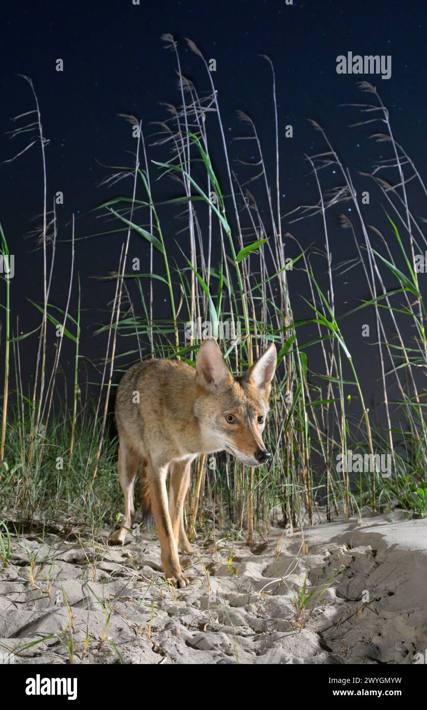 Coyote (Canis latrans) on sand dune at night, Galveston, Texas. This population is believed to have genes of red wolf (Canis rufus) Stock Photo