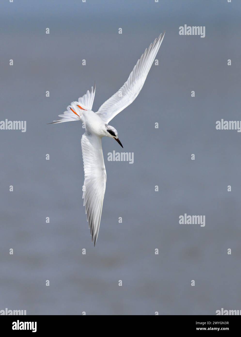 Forster's tern (Sterna forsteri) diving into the ocean, Galveston