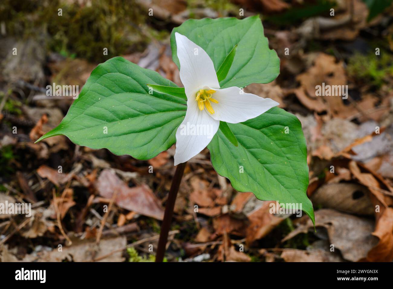 Wild western white trillium growing on forest floor in Spring with three green bracts Stock Photo