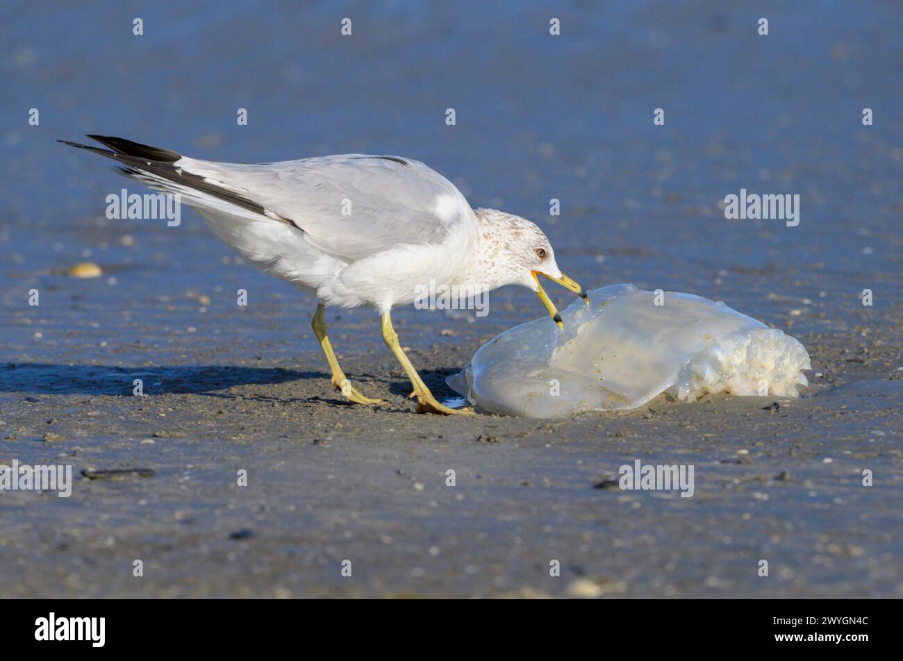 Ringbilled Gull (Larus delawarensis) eating a dead Cannonball jellyfish (Stomolophus meleagris
