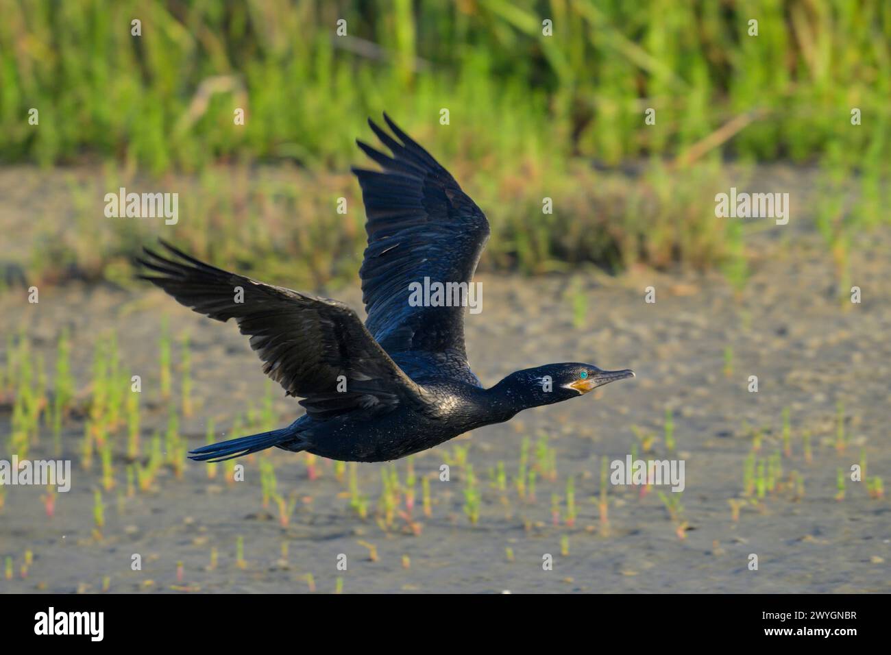 Neotropic cormorant (Nannopterum brasilianum) flying over tidal marsh at early morning, Galveston, Texas, USA Stock Photo