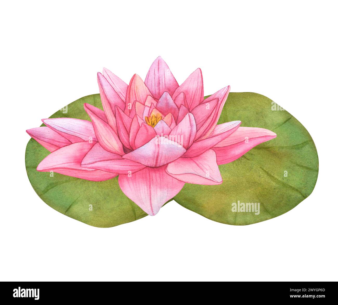 Buds Pink Lotus and green leaves. Watercolor botanical Illustration tropical Water Lily and green Leaves on isolated background. Hand Drawn Flowers Stock Photo