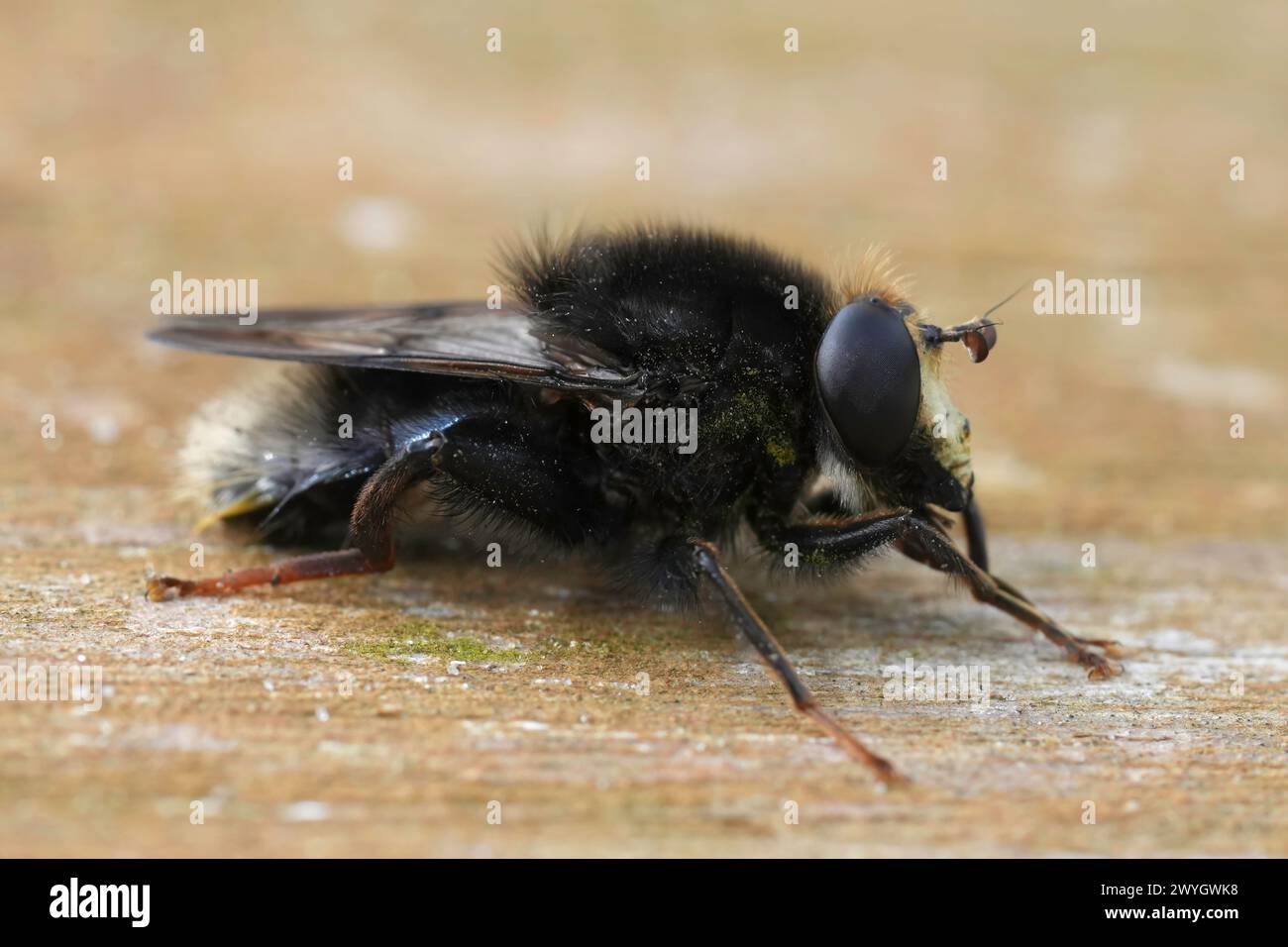 Natural detailed coseup on the rare and dark colored Large bearfly, Criorhina ranunculi sitting on wood Stock Photo