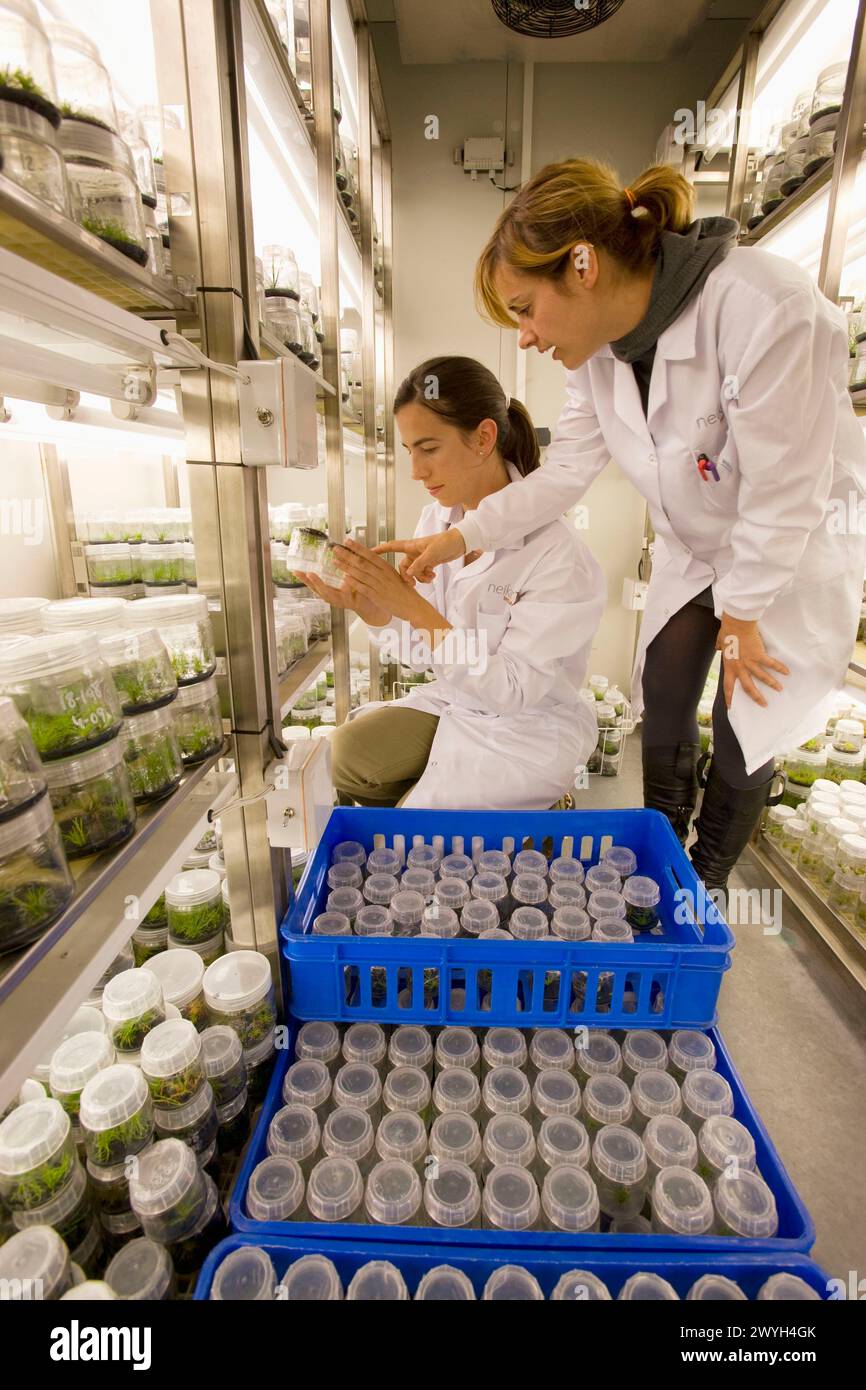 Planta de laboratorio hi-res stock photography and images - Alamy
