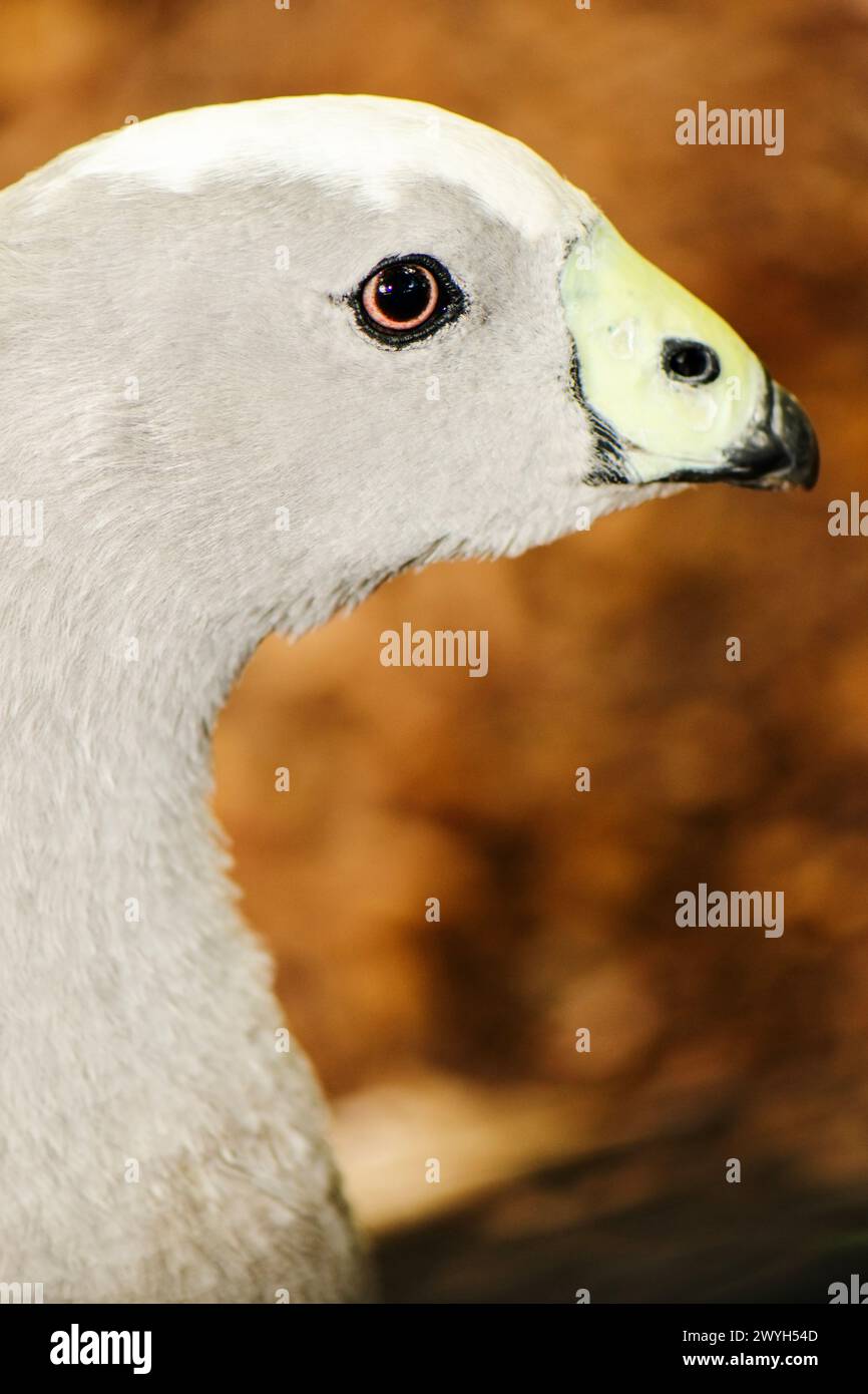 The Cape Barren goose, sometimes also known as the pig goose, is a very ...