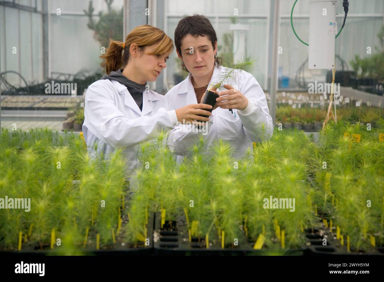 Planta de laboratorio hi-res stock photography and images - Alamy