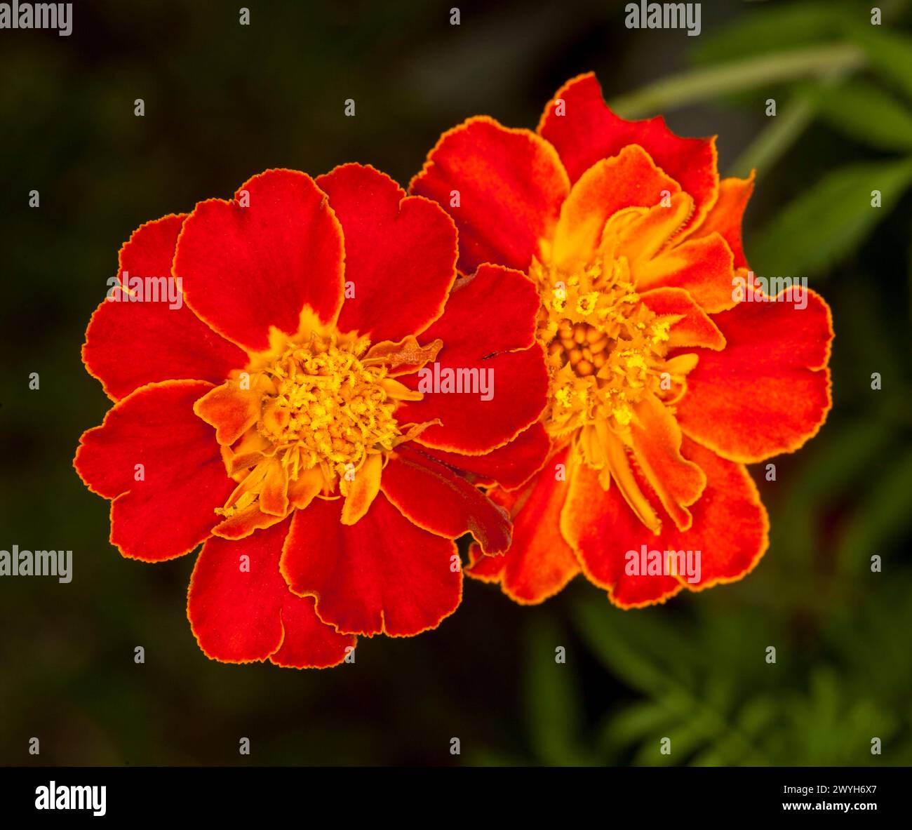 Vivid red / orange flowers of French Marigolds, Tagetes patula, an annual garden plant, on a dark background in a garden Stock Photo