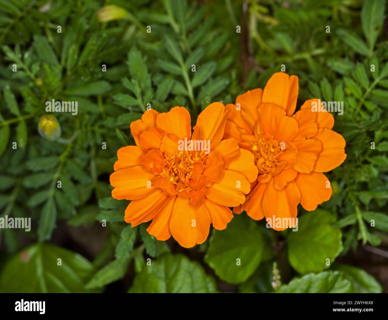 Vivid golden orange flowers of French Marigolds, Tagetes patula, an annual garden plant, on a background of green leaves in a garden Stock Photo