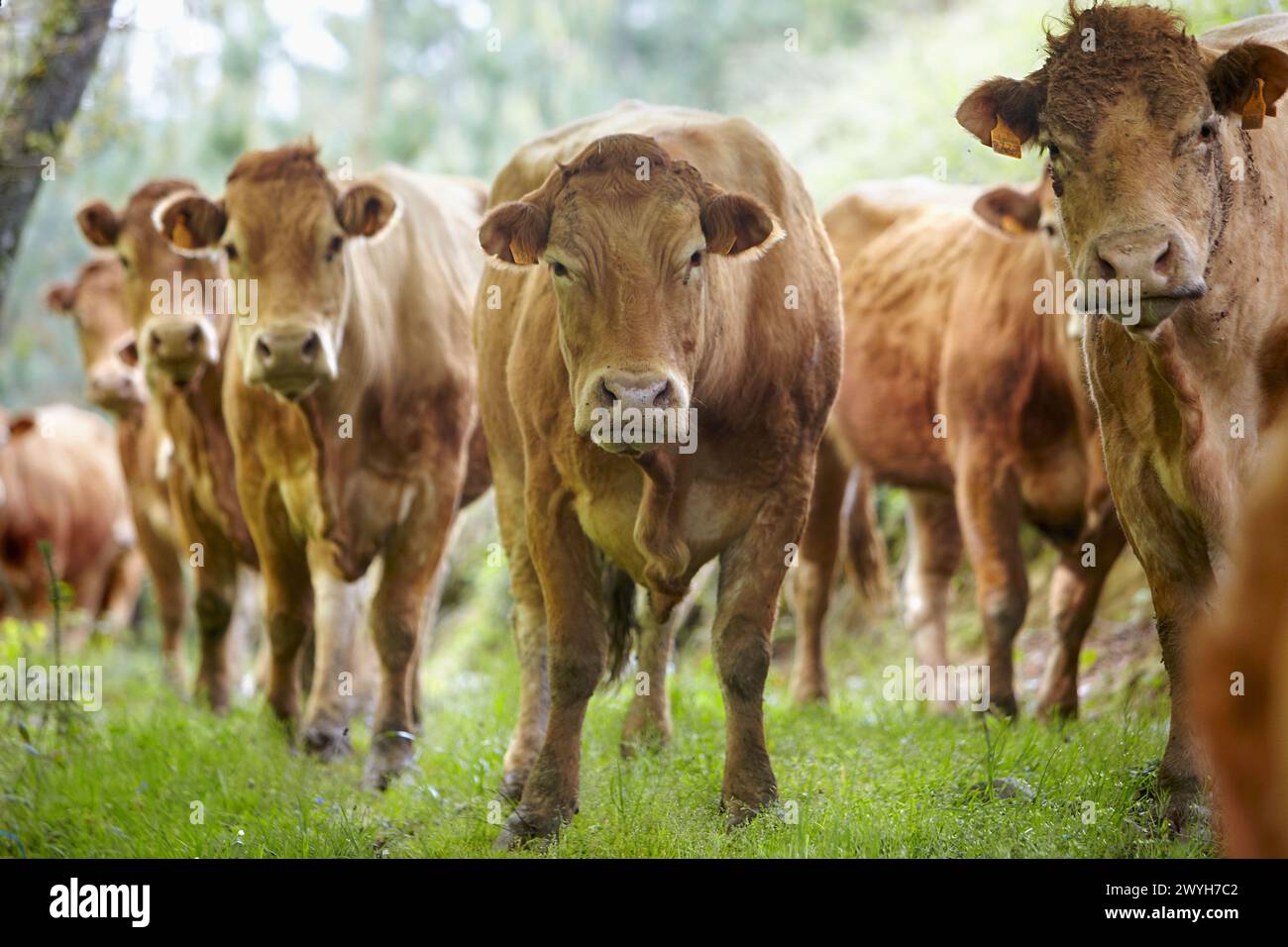 Limousin cows, cattle, Beizama, Guipuzcoa, Basque Country, Spain. Stock Photo