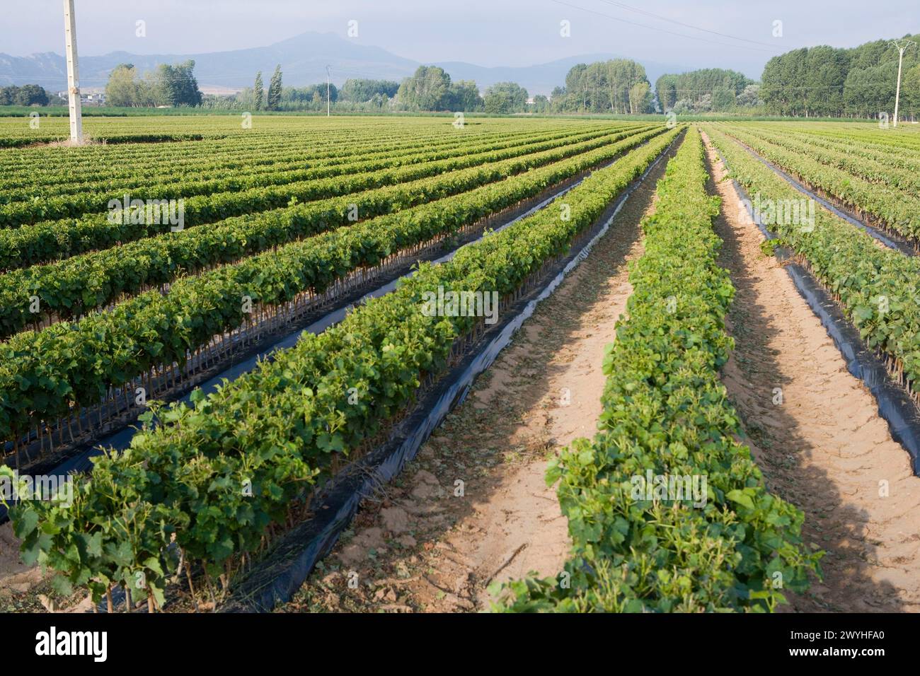 Vine grafts plantation, Oco near Estella. Navarra, Spain. Stock Photo