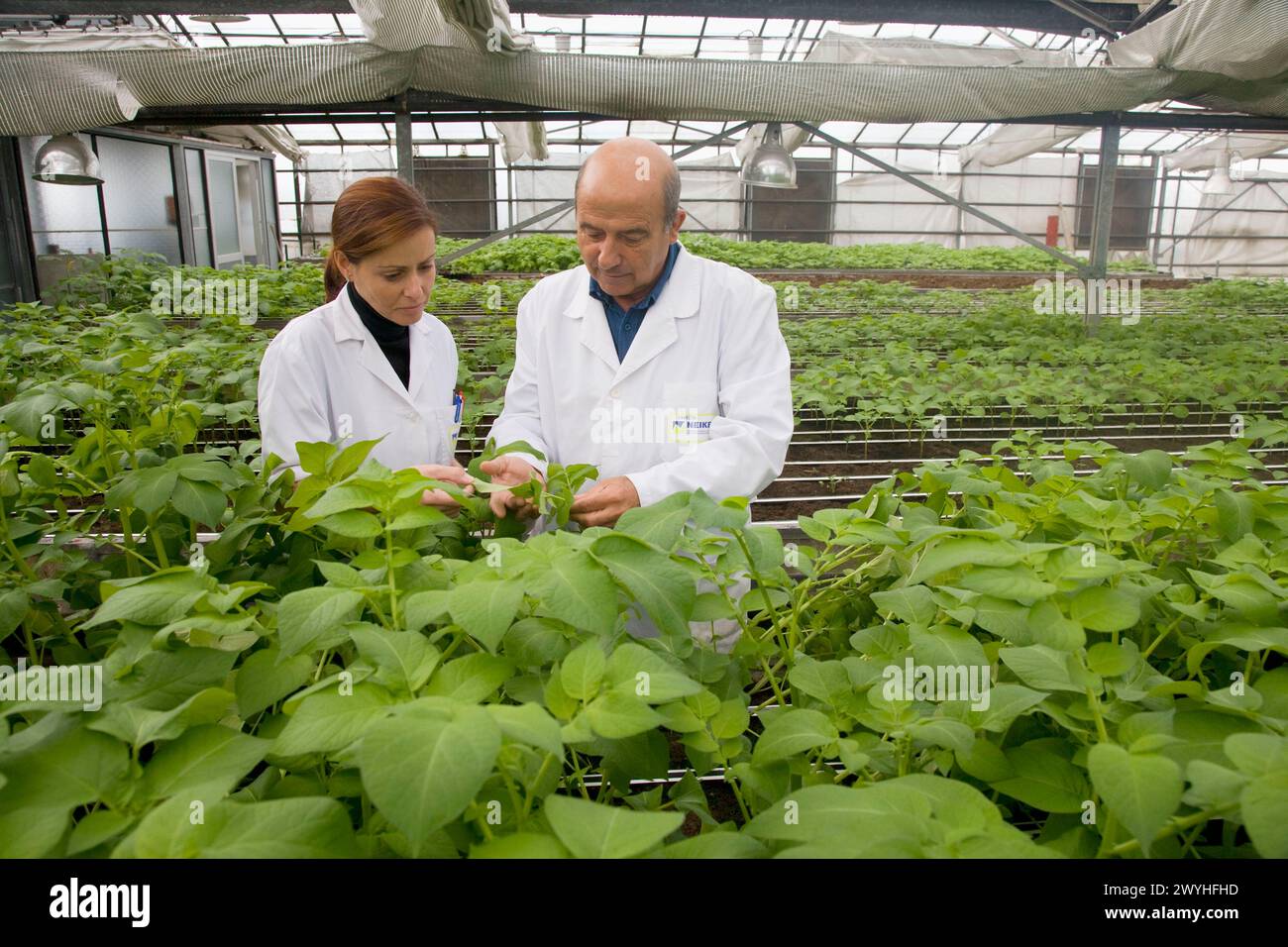 Planta de laboratorio hi-res stock photography and images - Alamy