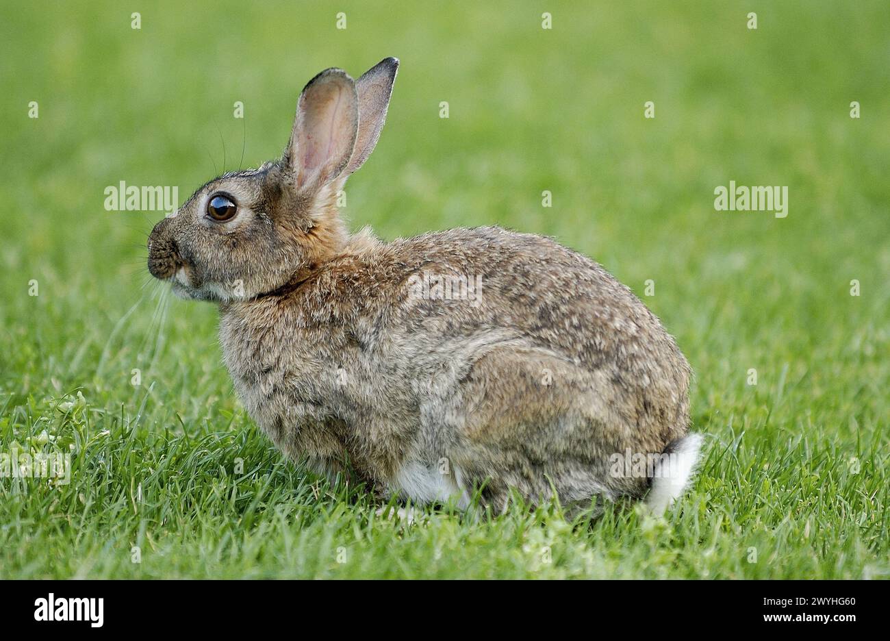 Rabbit rotterdam hi-res stock photography and images - Alamy