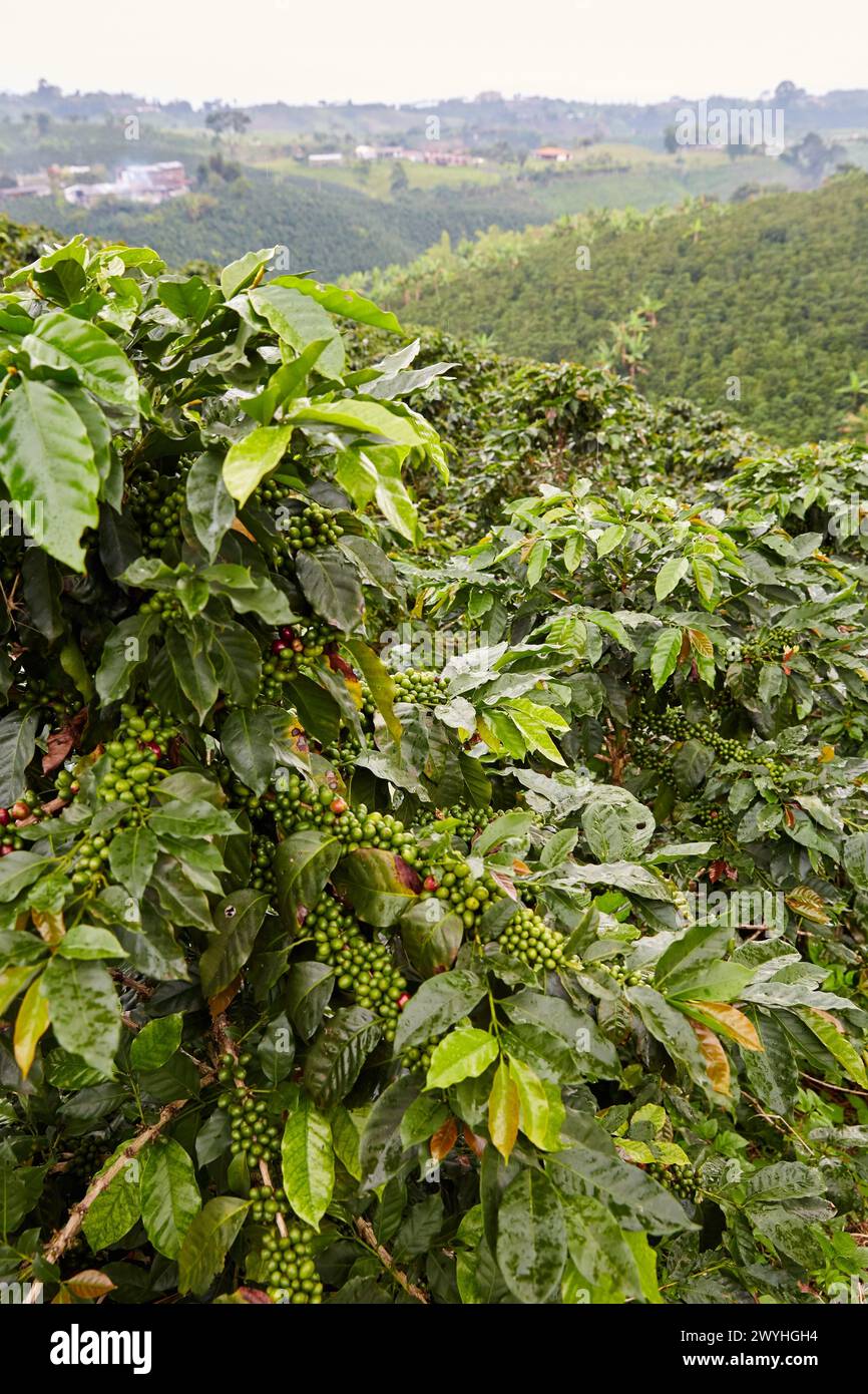 Cafetales, Coffee plantations, Coffee Cultural Landscape, Quindio, Colombia, South America. Stock Photo
